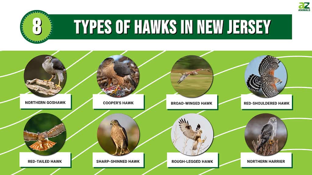 Graph of 8 types of hawks in New Jersey