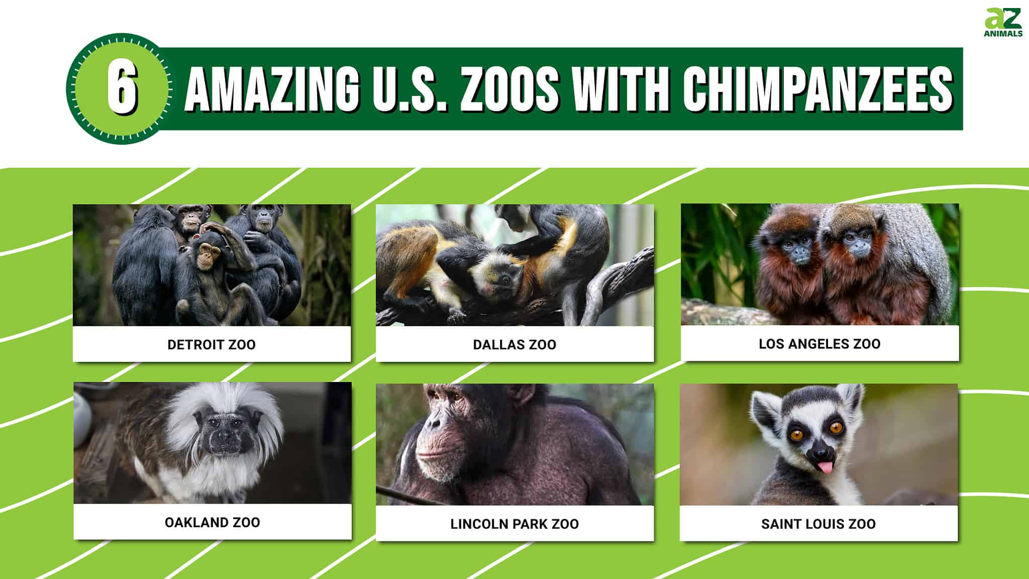 Discover 6 Amazing U.S. Zoos with Chimpanzees (And Other Magical ...