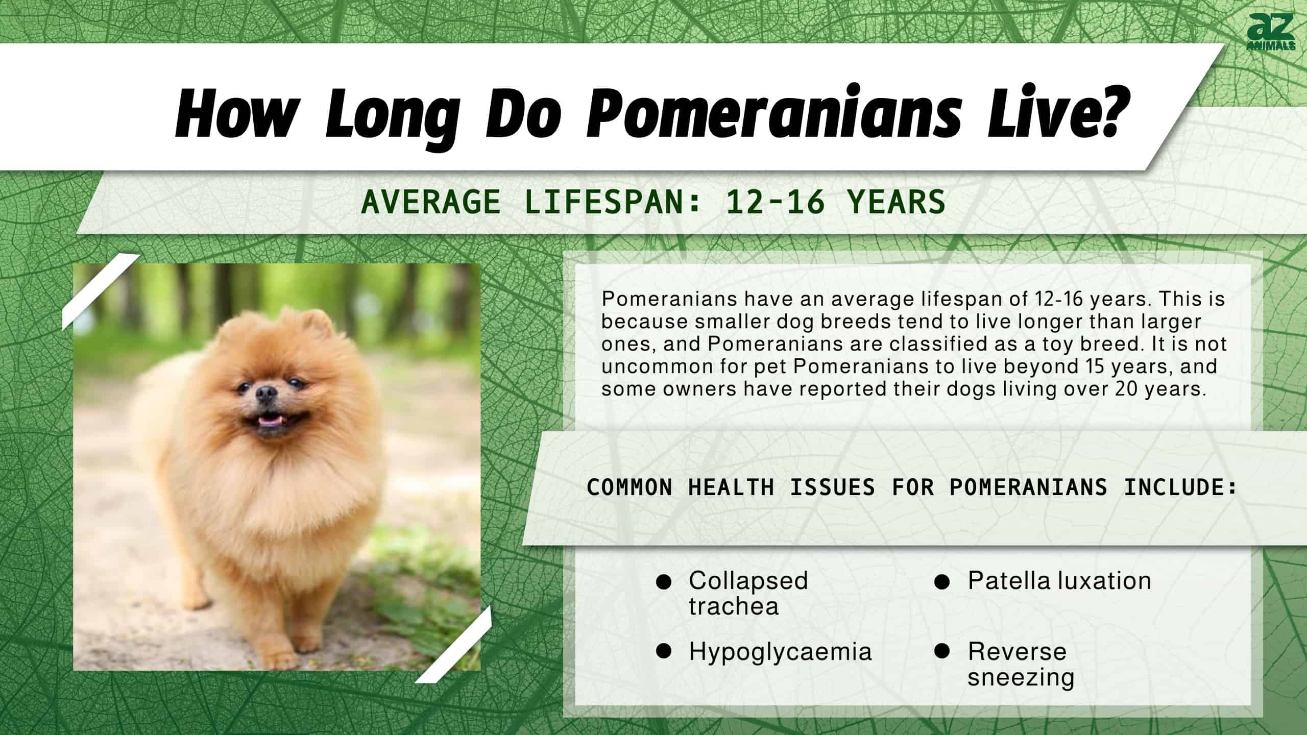 How Long Do Pomeranians Live? infographic