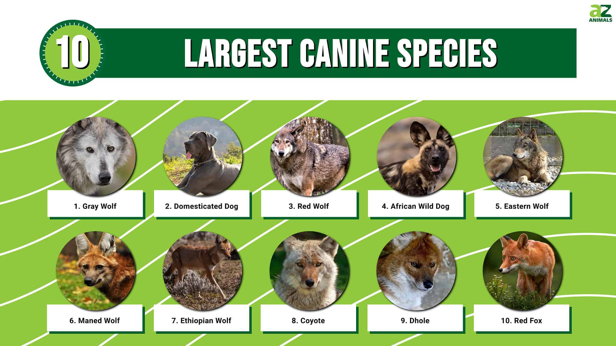 The 10 Largest Canine Species - A-Z Animals