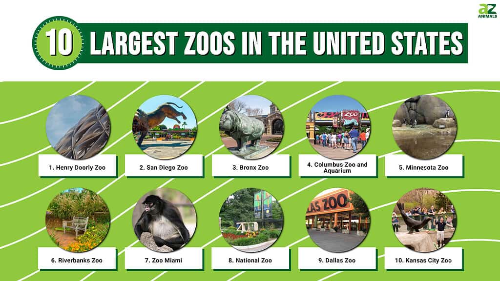 This infographic illustrates the ten largest zoos in the United States