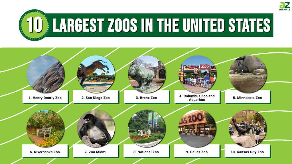 Top Us Zoos 2024 United States - Faith Jasmine