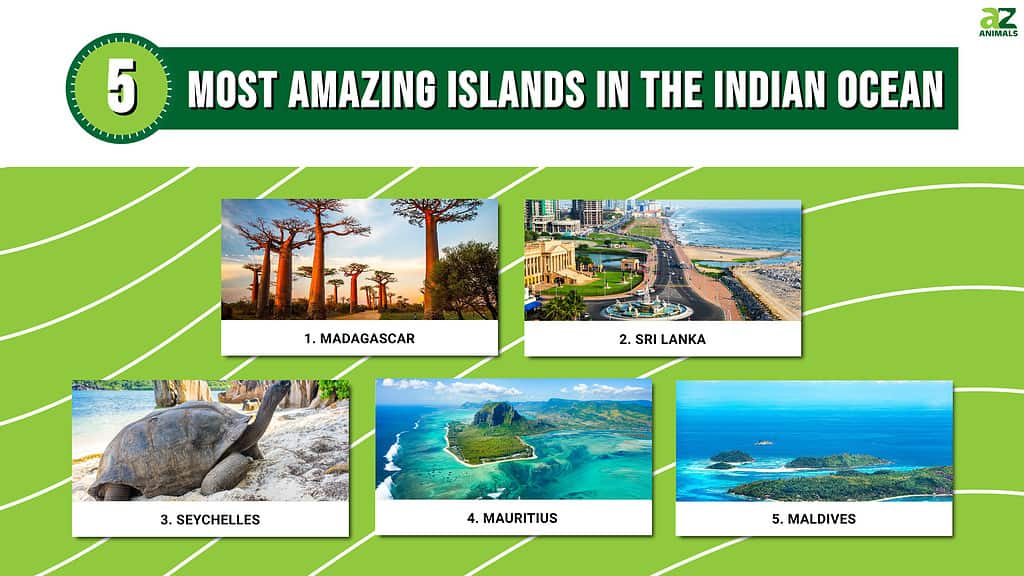 Infographic of 5 Most Amazing Islands in the Indian Ocean