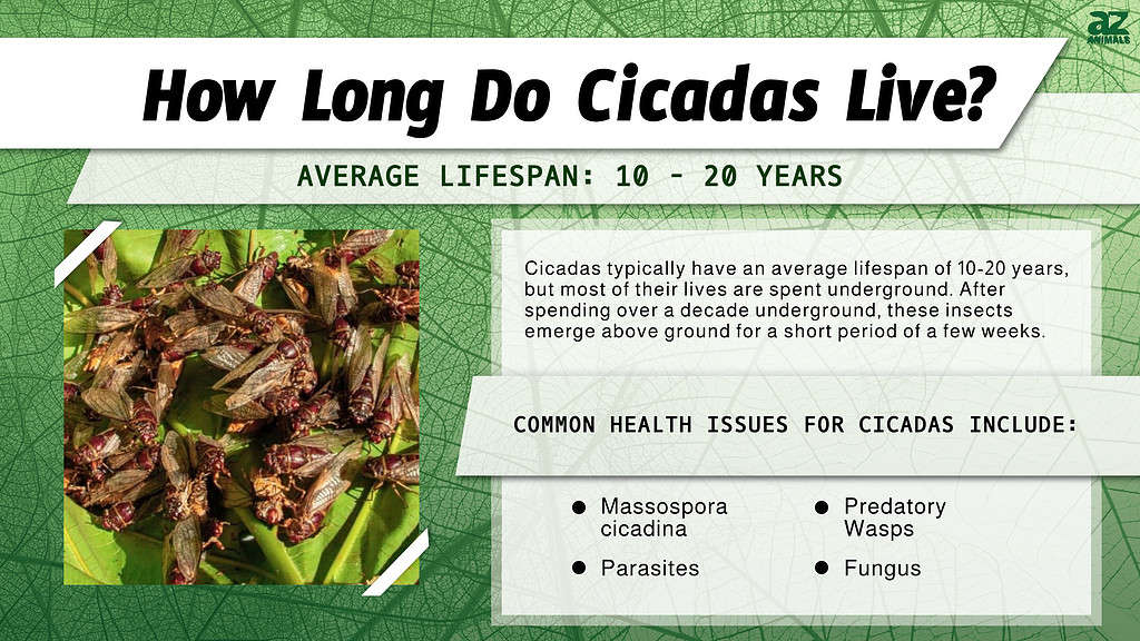 How Long Do Cicadas Live? infographic