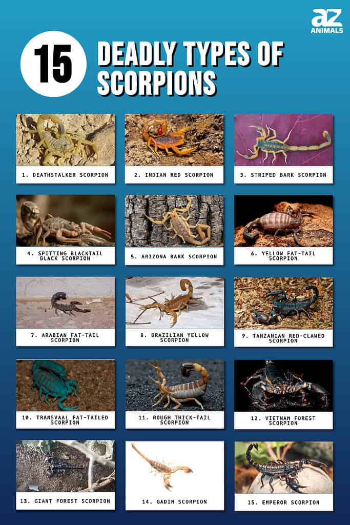 Deadly Types Of Scorpions infographic