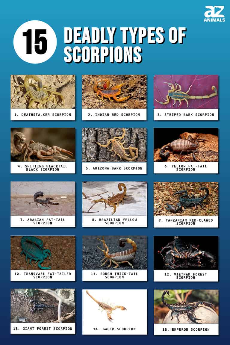 15 Deadly Types Of Scorpions A Z Animals