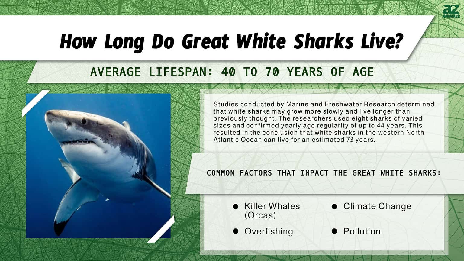 The Average Lifespan of Great White Sharks and Threats to Their