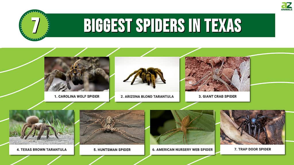 Infographic of 7 Biggest Spiders in Texas