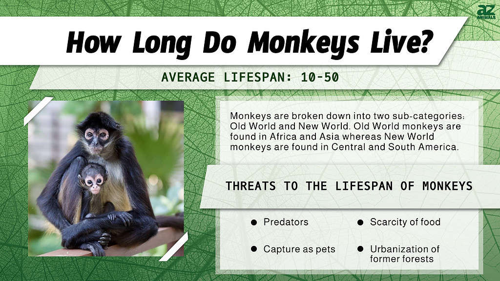 How Long Do Monkeys Live? infographic