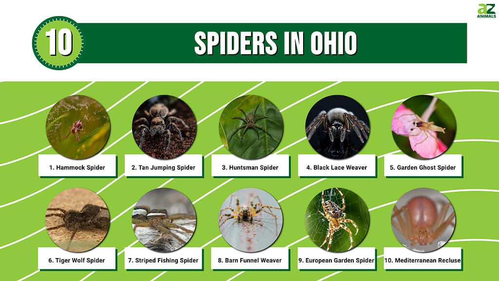 Infographic of 10 Spiders in Ohio