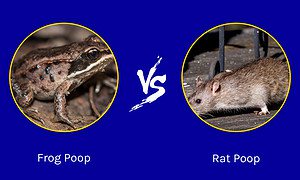 Frog Poop vs. Rat Poop: How to Tell the Difference Picture