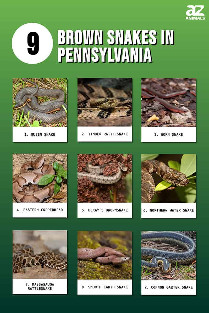 Discover 9 Brown Snakes In Pennsylvania - A-Z Animals