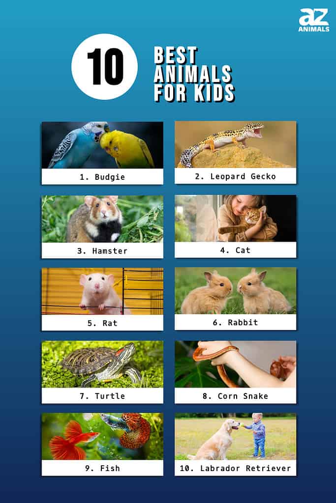 Infographic of 10 Best Animals for Kids