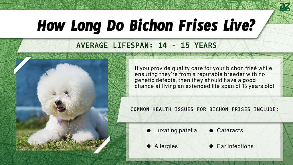 This infographic illustrates the proper care, lifespan and potential health problems of the Bichon Frese dog breed.