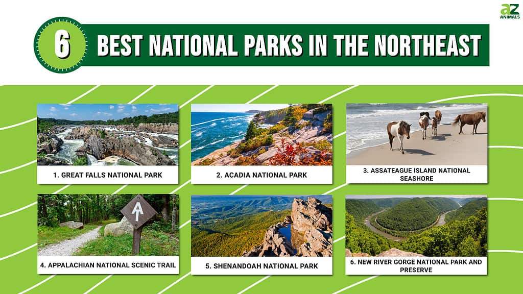 Infographic of 6 Best National Parks in the Northeast