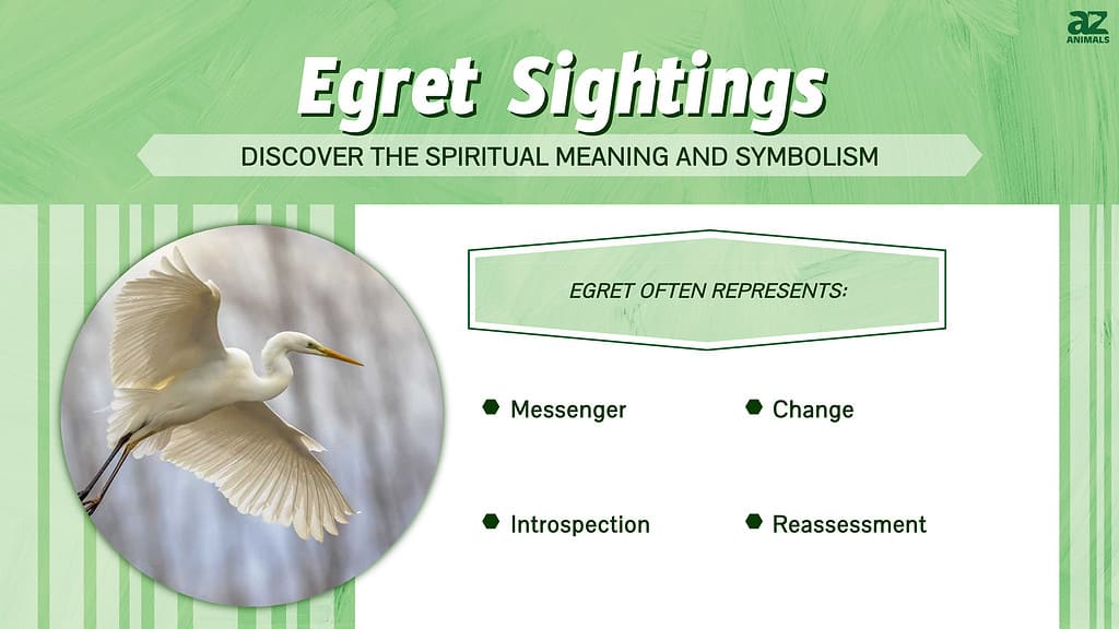 Egret Sightings infographic