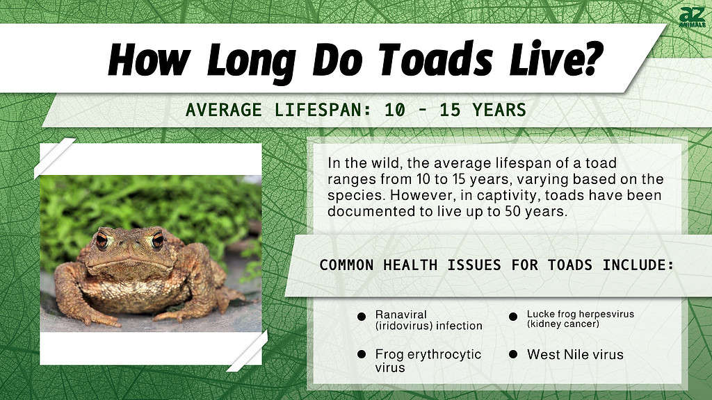 How Long Do Toads Live? infographic