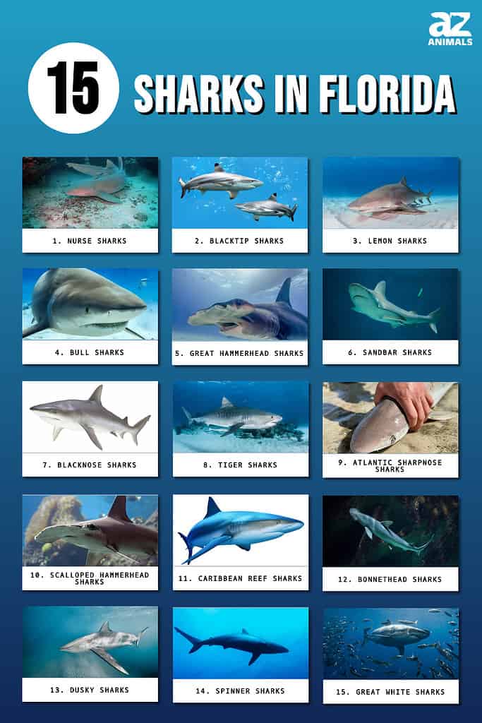 different types of sharks in the world