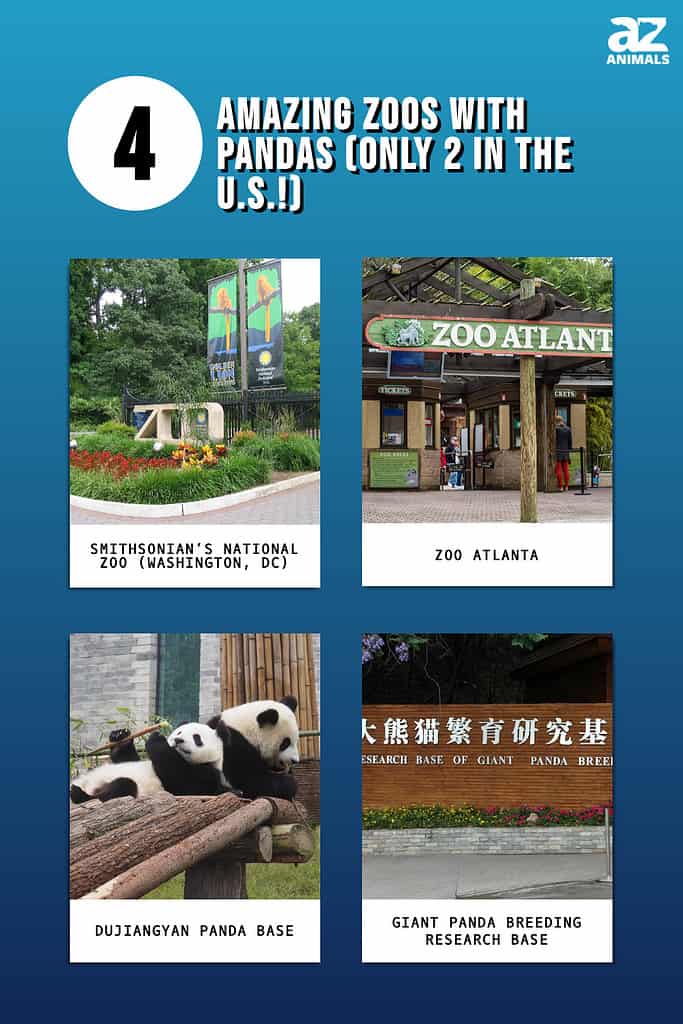 4 Amazing Zoos With Pandas Only 2 In The US AZ Animals   E1cc083bb2cda20caa8966f1565dc16ee42dfe09 683x1024 