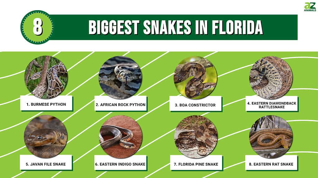 Infographic of 8 Biggest Snakes in Florida