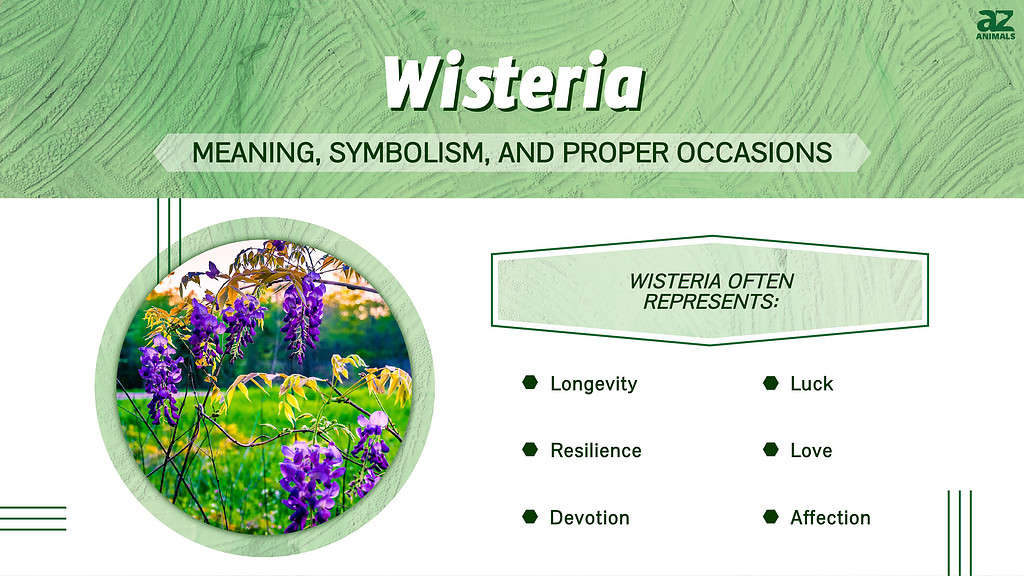 Wisteria symbolism and meaning