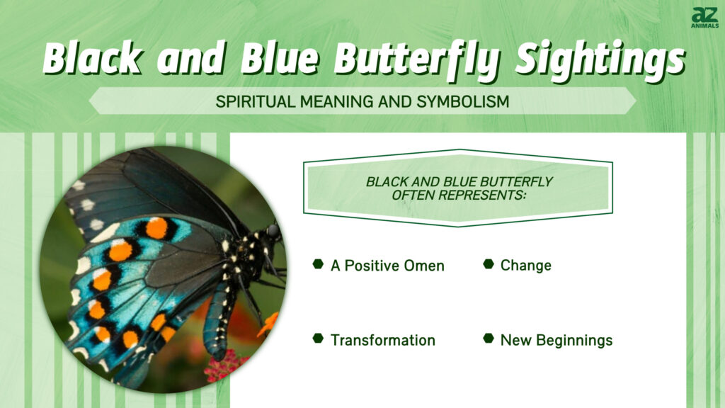 Black and Blue Butterfly Sightings infographic