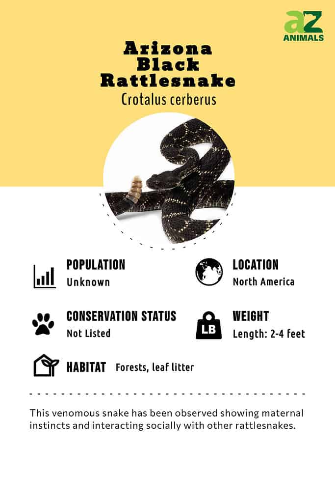 Infographic of Arizona Black Rattlesnake