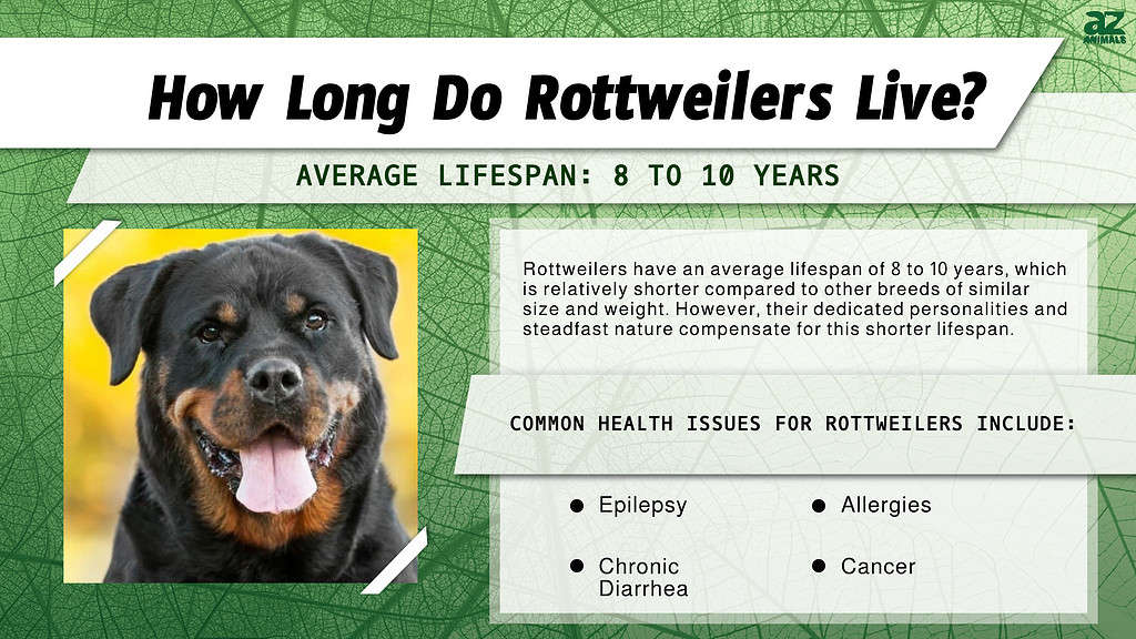 How Long Do Rottweilers Live? infographic
