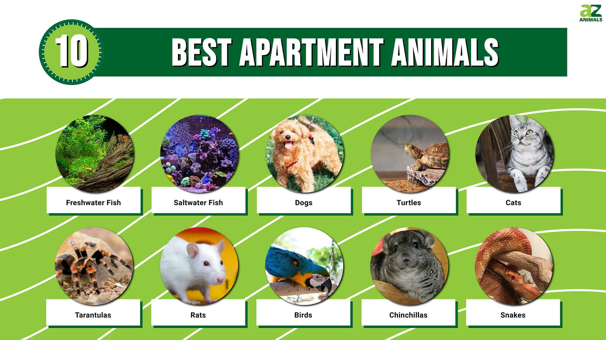 Small Apartment Animals: Perfect Companions for Urban Dwellers