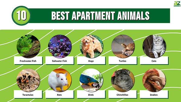 The 10 Best Apartment Animals - A-Z Animals