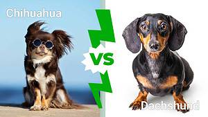 Cutest Dogs in the World: Chihuahua vs. Dachshund Picture