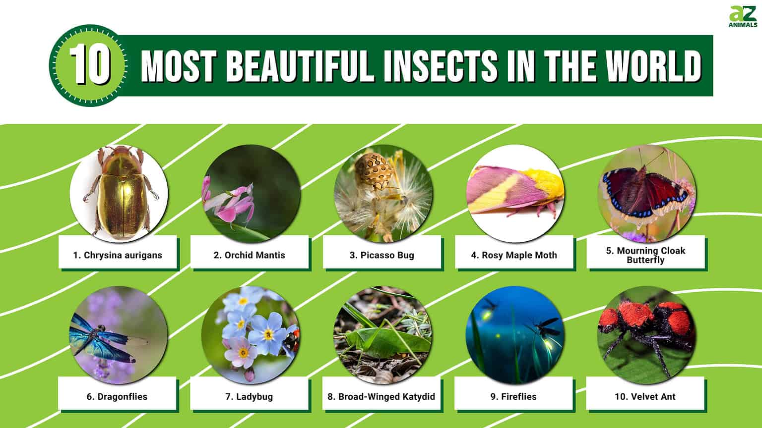 10 Most Beautiful Insects In The World - A-Z Animals