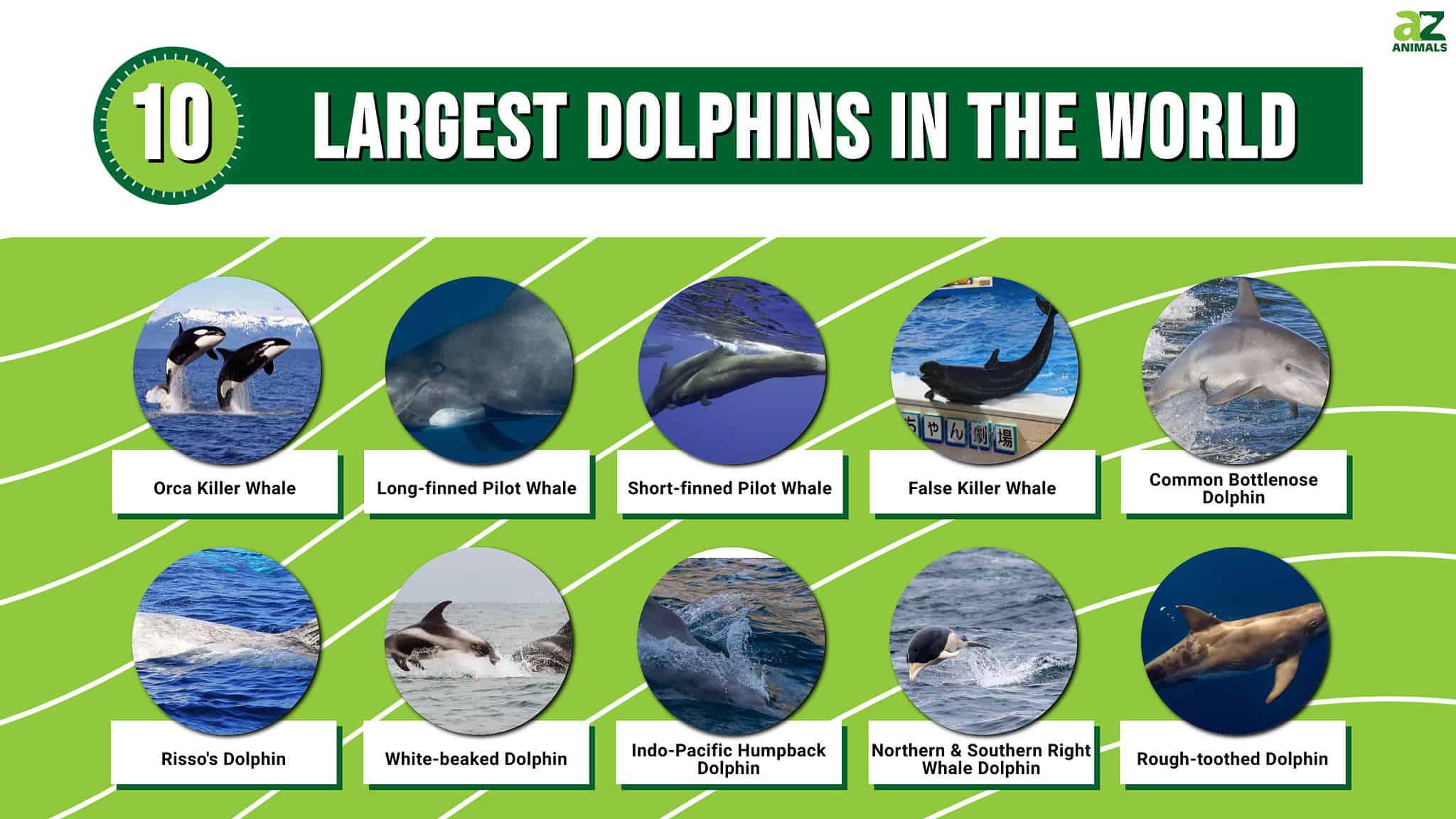 Discover The 10 Largest Dolphins In The World! - A-Z Animals