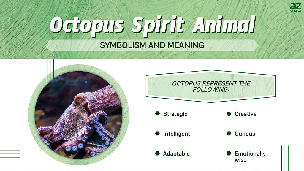 Octopus Spirit Animal infographic