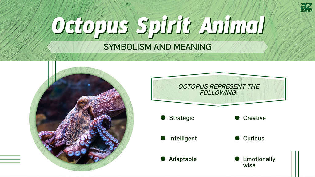 Octopus Spirit Animal Symbolism And Meaning A Z Animals