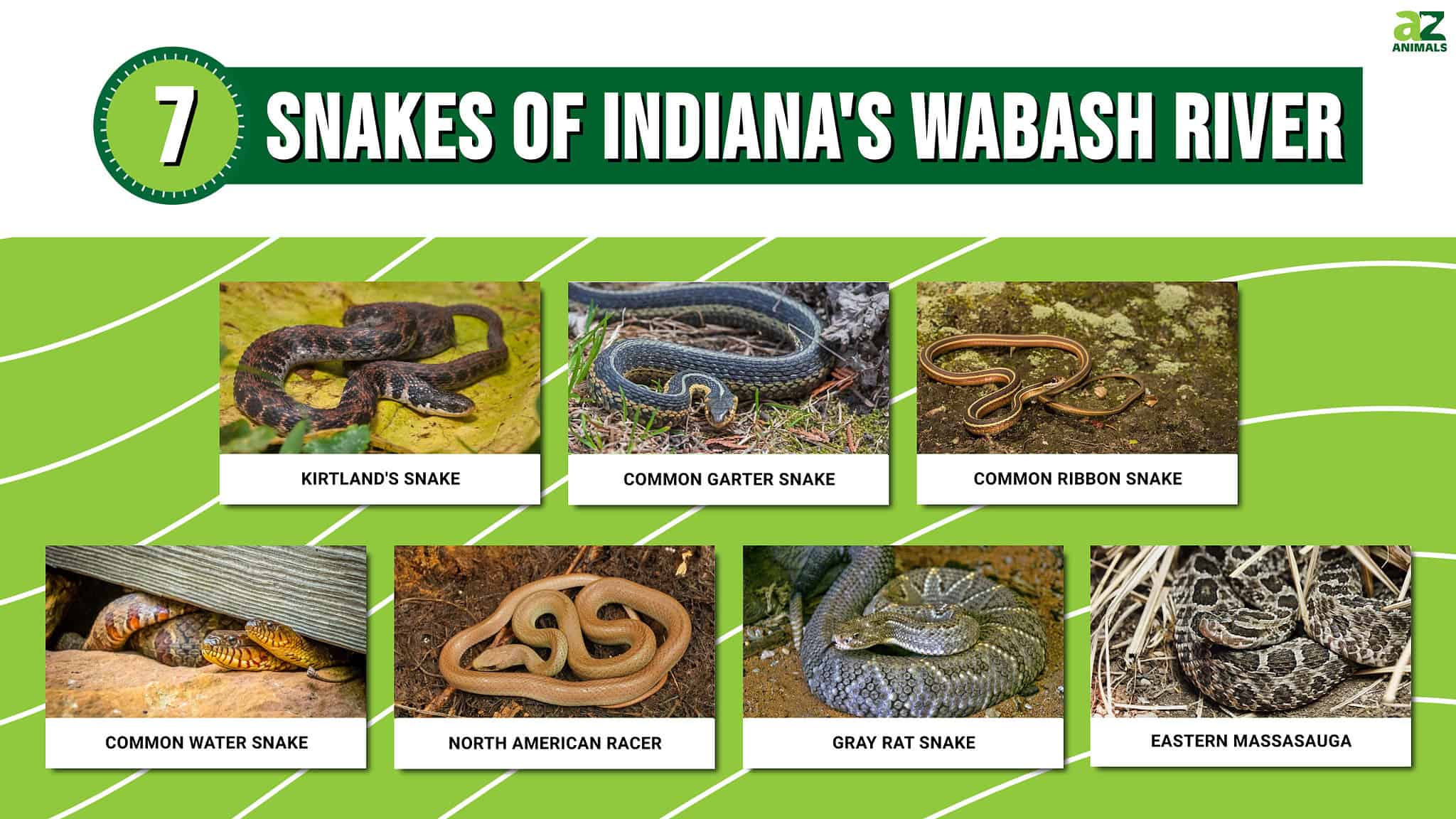 Discover the 7 Snakes of Indiana's Wabash River - A-Z Animals