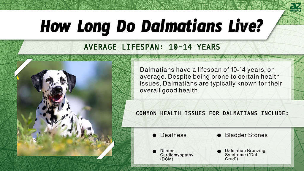 How Long Do Dalmatians Live? infographic