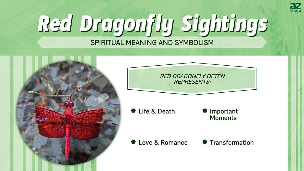 Red Dragonfly Sightings infographic