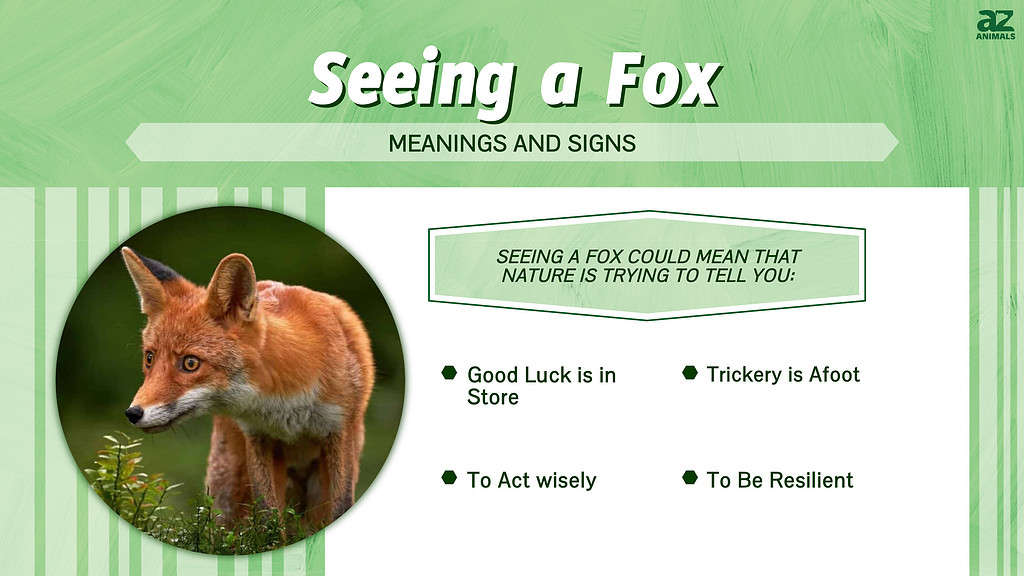 This infograph illustrates different meanings associated with seeing a fox in nature