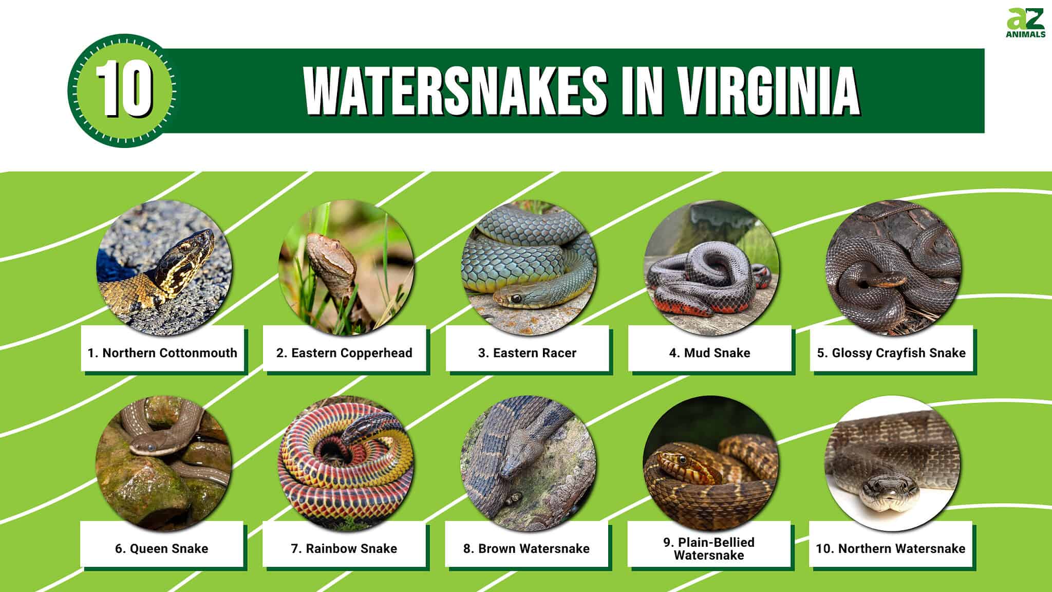 Beware of These 10 Watersnakes in Virginia - A-Z Animals