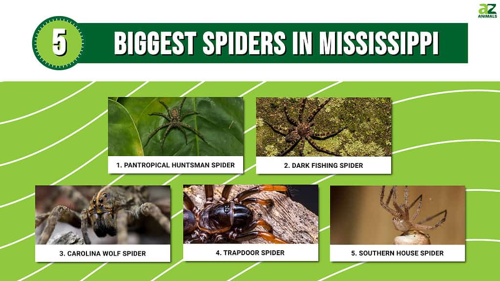Infographic of 5 Biggest Spiders in Mississippi