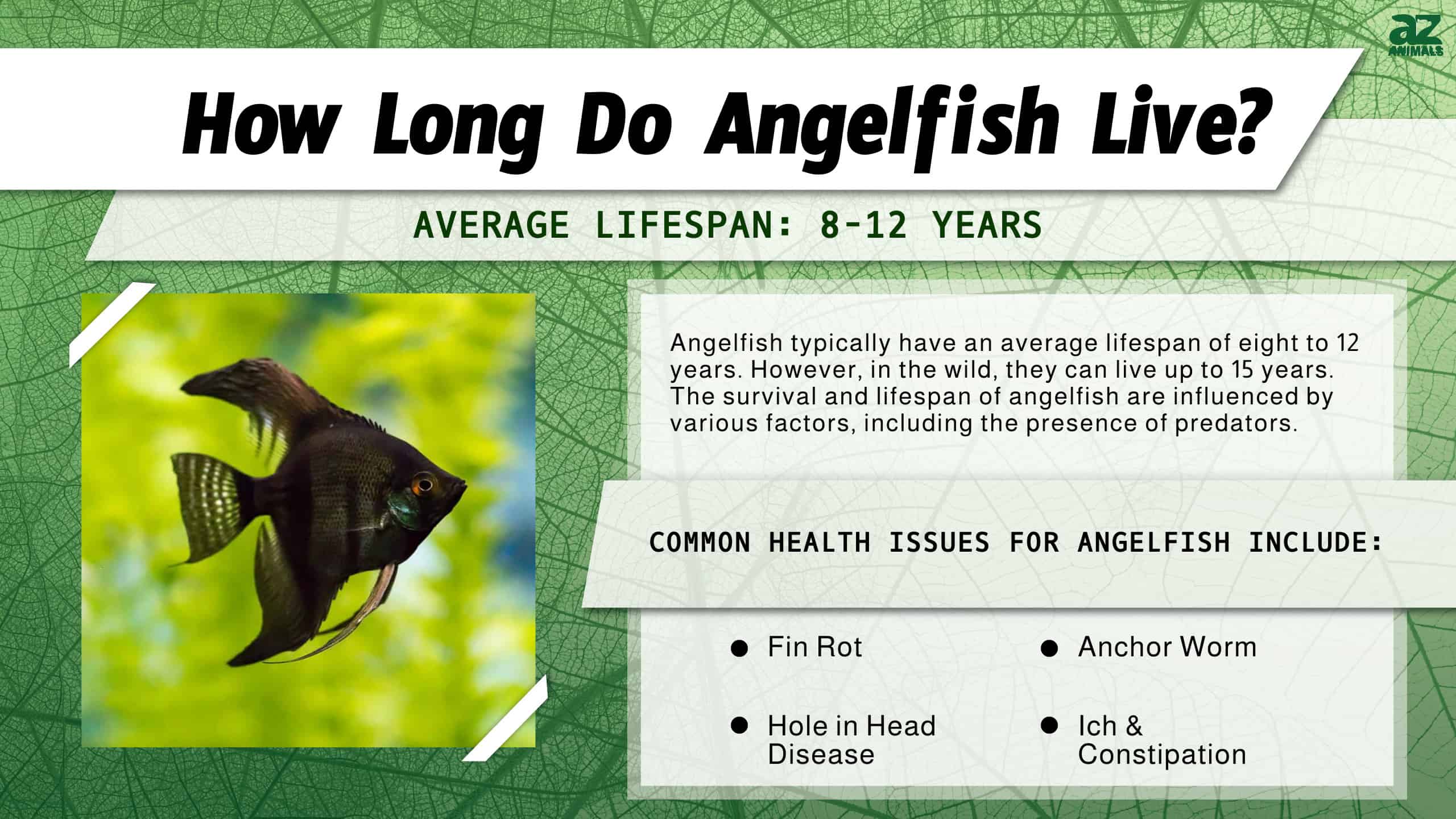 How Long Do Angelfish Live? infographic