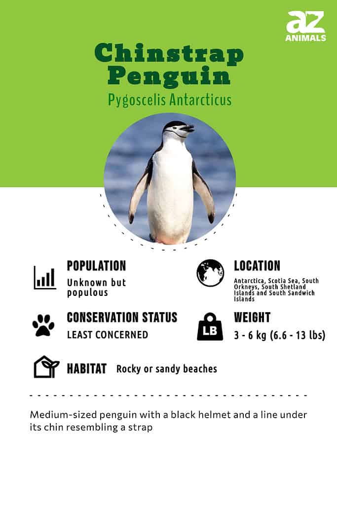 chinstrap penguin habitat map