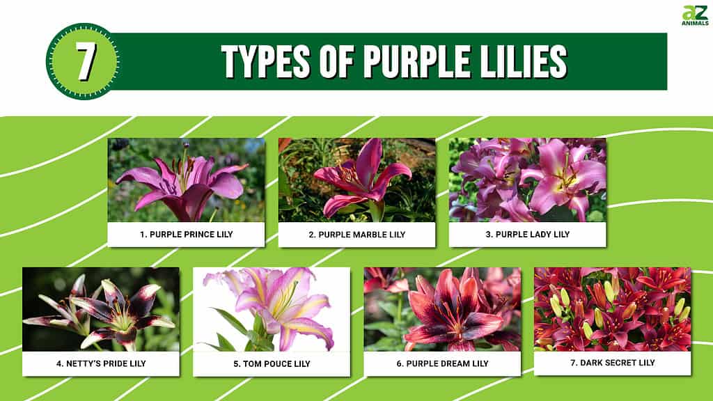 7 Types Of Purple Lilies A Z Animals