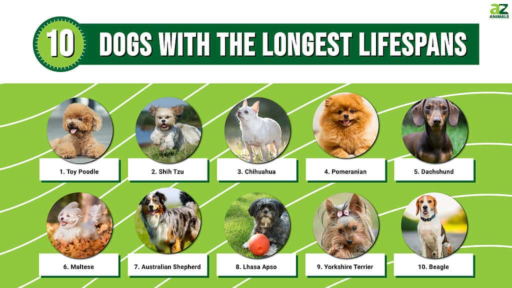 Infographic of 10 Dogs With the Longest Lifespans