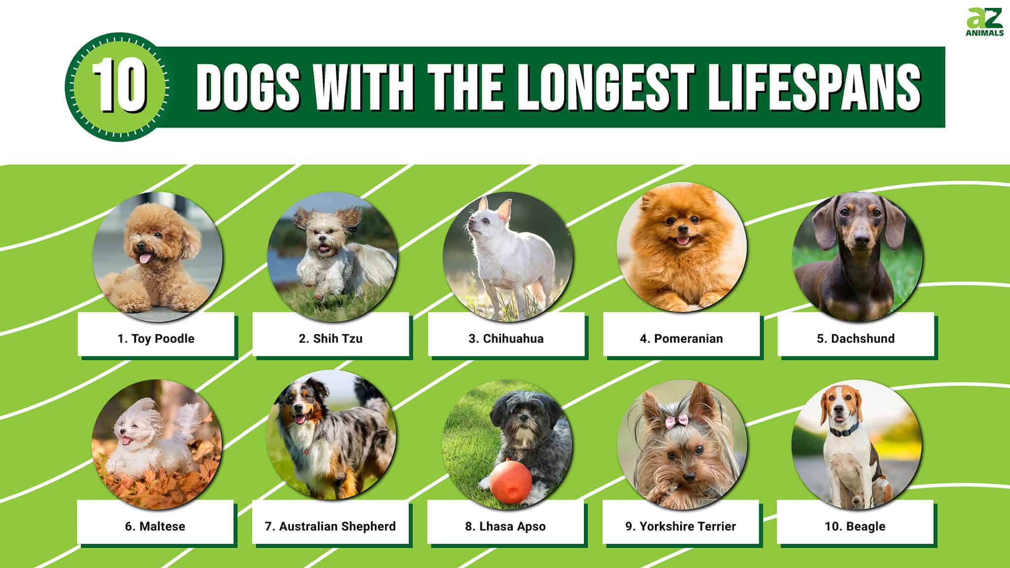 3 Reasons Dogs Don’t Live as Long as Humans, and How to Extend Their ...