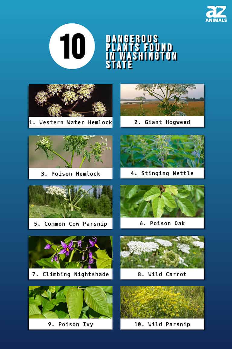 10 Dangerous Plants Found In Washington State You Should Never Touch ...