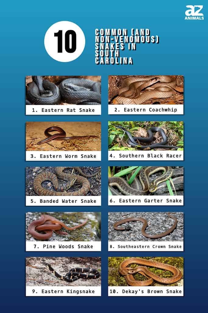 Infographic of Common (and Non-Venomous) Snakes in South Carolina