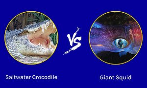 Discover Who Emerges Victorious in a Saltwater Crocodile vs. Giant Squid Battle Picture