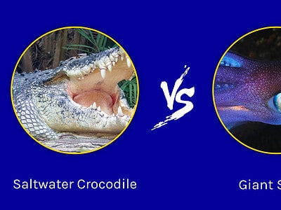 A Discover Who Emerges Victorious in a Saltwater Crocodile vs. Giant Squid Battle